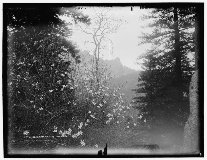 A black and white photo of a forest with a single white dogwood tree in the center of the photo