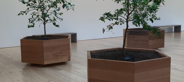 A group of trees in wooden planters in a room