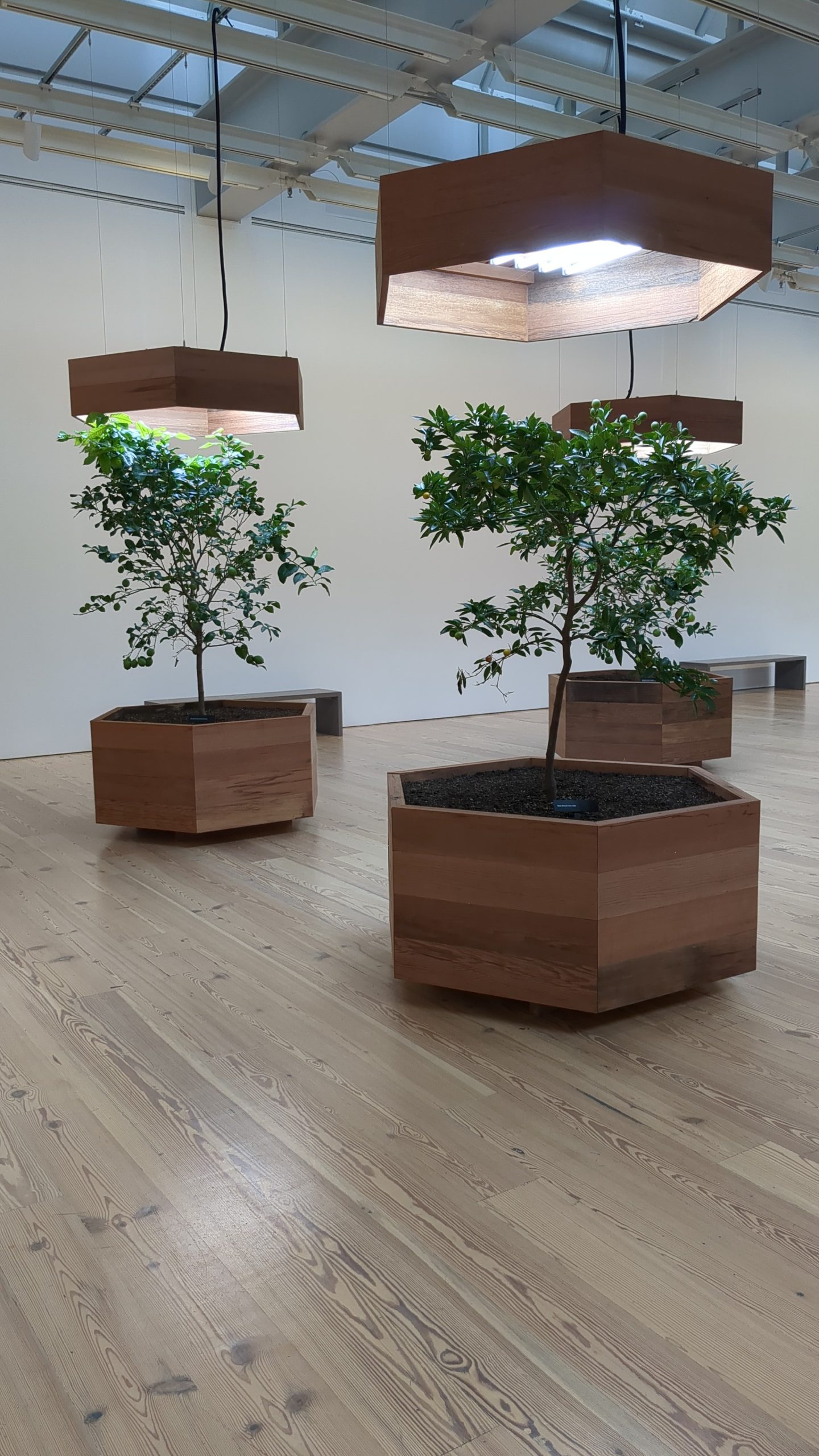 A group of trees in wooden planters in a room