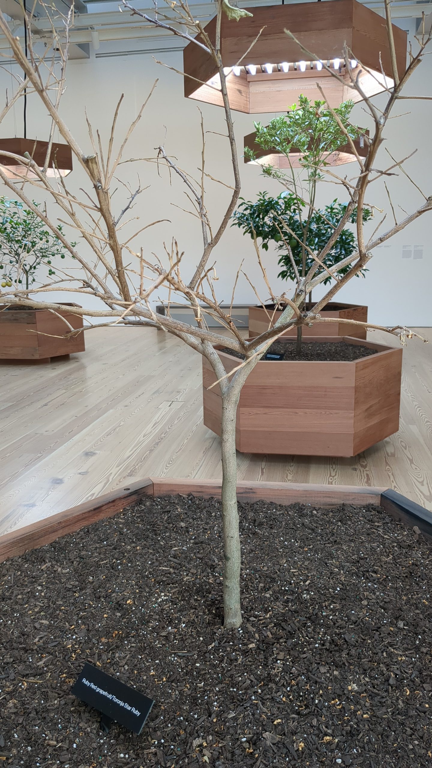 A planted tree in a room