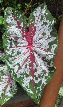 A picture of an elephant ear leaf