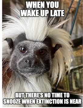 A picture of a cotton-top tamarin with the caption: “When you wake up late but there’s no time to snooze when extinction is near." 