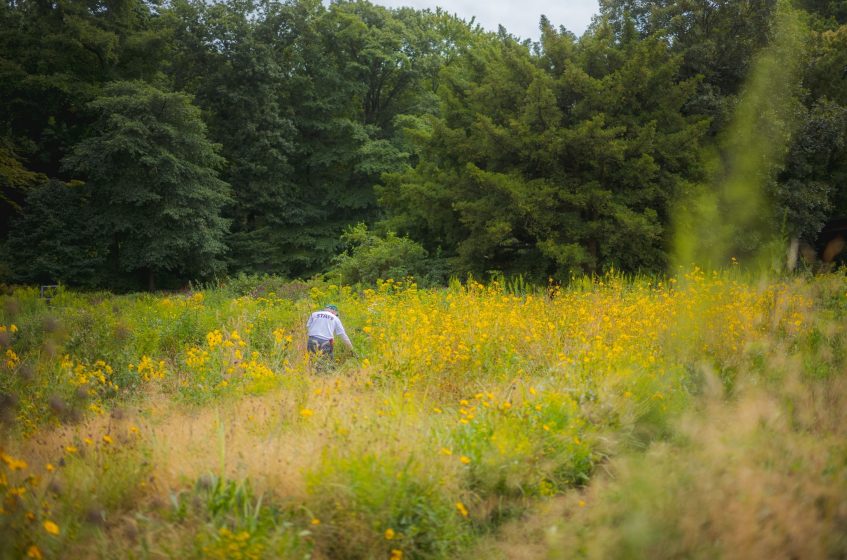 A person walking through a field of yellow flowers