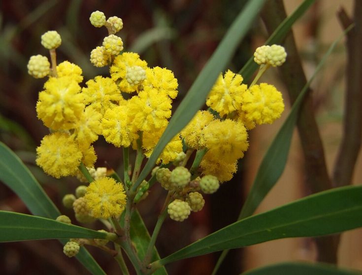 A close-up of a flowering plant with tiny yellow buds all over