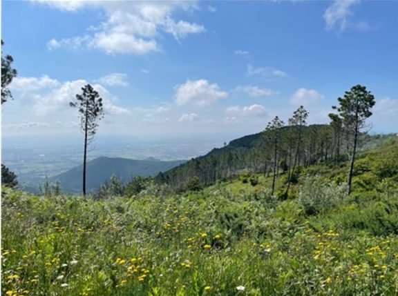 A picture of a green prairie full of vegetation and hills in the background