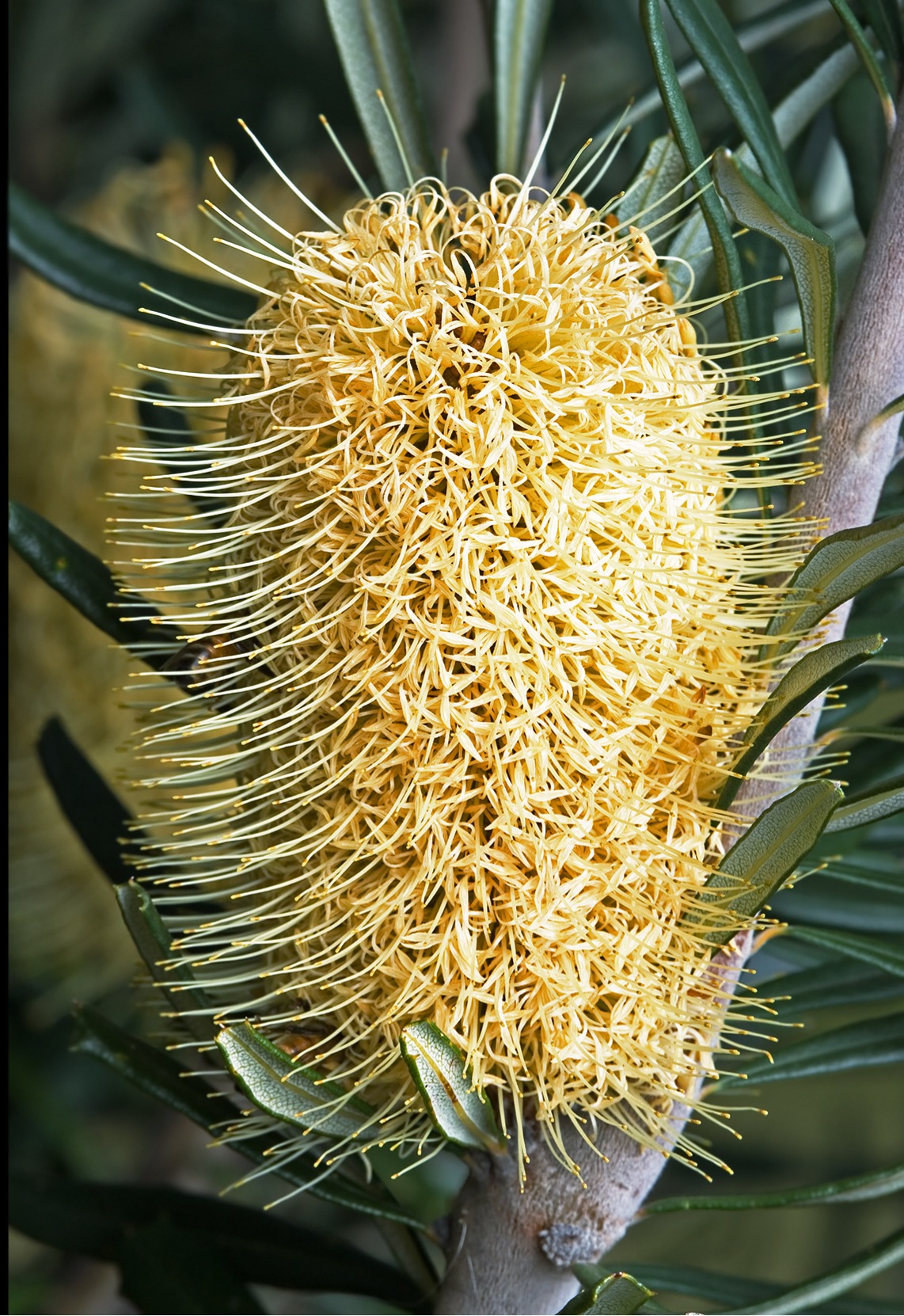 A close-up of a yellow plant with fuzzy stems all over it