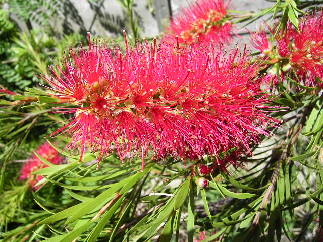 A close-up of a fuzzy red and pink flowering plant