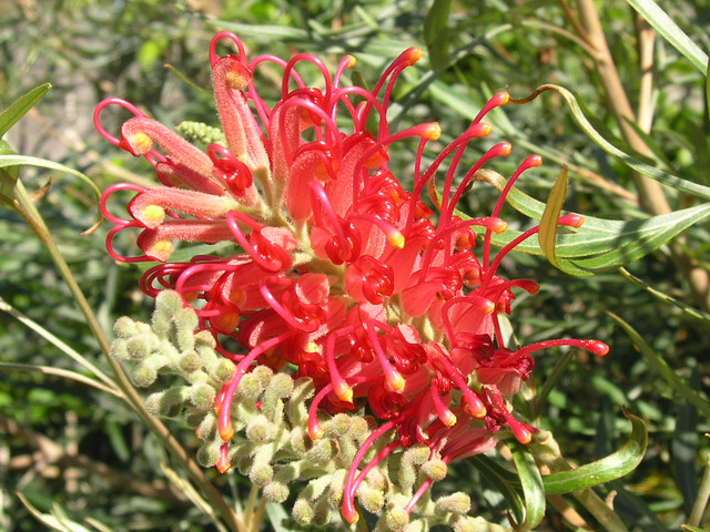 A close-up of a flowering red plant