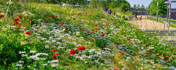 Creating Biodiverse Australian Cities: Terminology, Aesthetics, and Acceptance