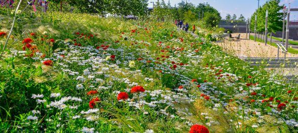 A vast field of lush green grass and colorful flowers