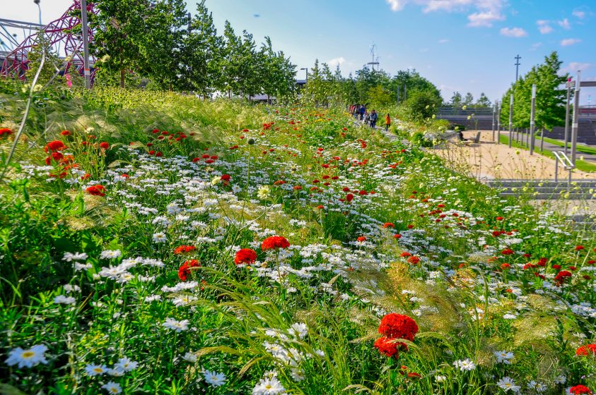 A vast field of lush green grass and colorful flowers