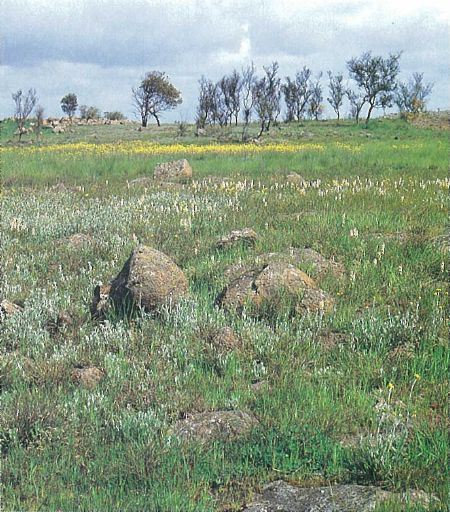 A picture of a grassy field with two medium-sized boulders in the center