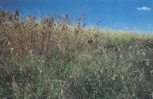 A picture of a grassy field with tall, greying grass