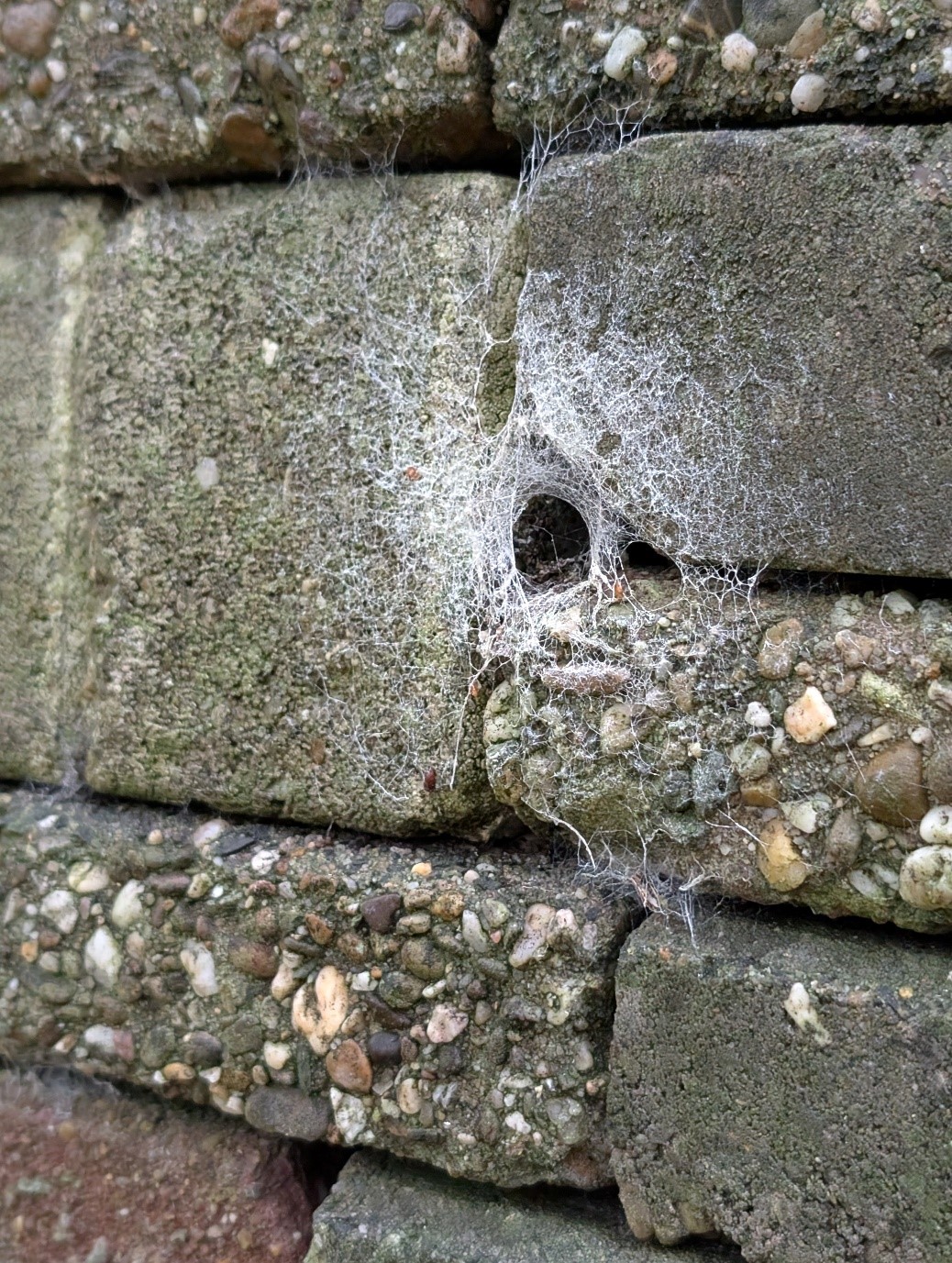 A close up of a spider nest on a brick wall