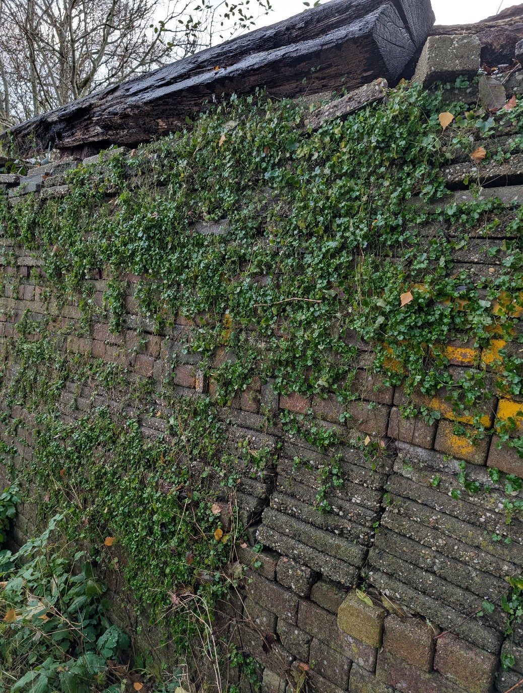 A brick wall with ivy growing on it