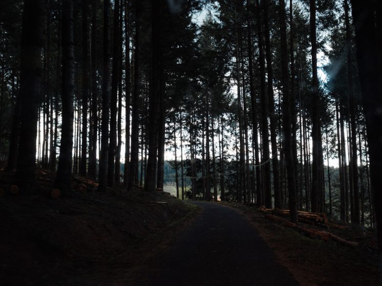 A picture of a dense forest backlit creating deep, black shadows of trunks and foliage 