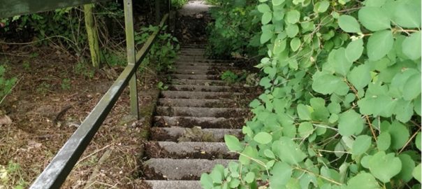 Concrete steps with a metal handrail leading down to a waterway. Green foliage is growing over the steps covering about half of them. At the bottom the water can be glimpsed through thick foliage.