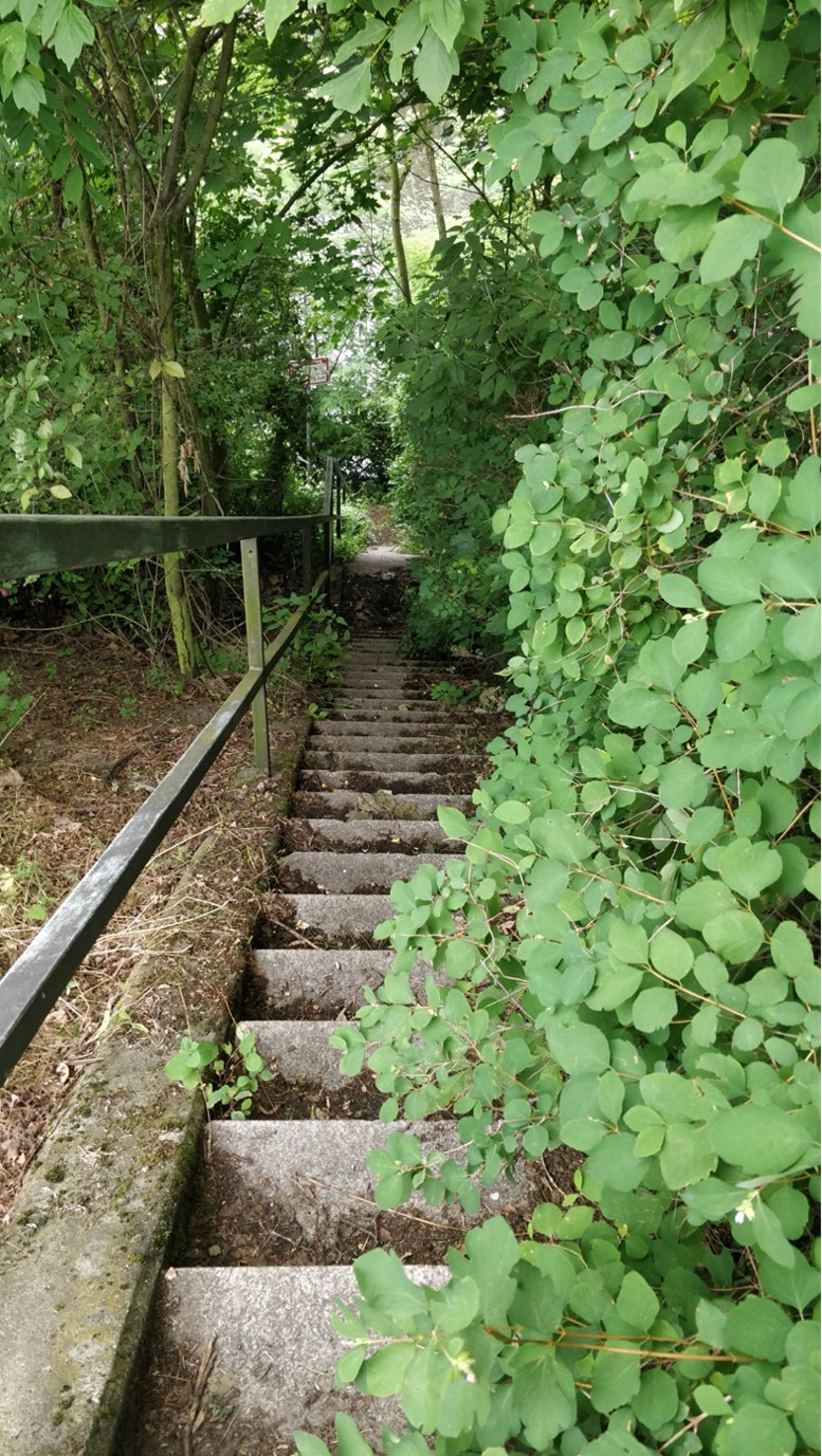 Concrete steps with a metal handrail leading down to a waterway. Green foliage is growing over the steps covering about half of them. At the bottom the water can be glimpsed through thick foliage.