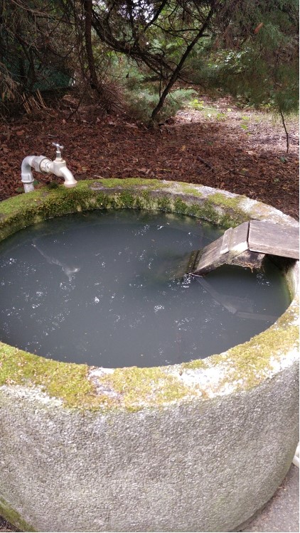 A large round concrete water butt with moss around the rim, full of murky looking water. On one side there is a tap, on the other a wooden ladder leading out of the water. Dense trees are in the background.