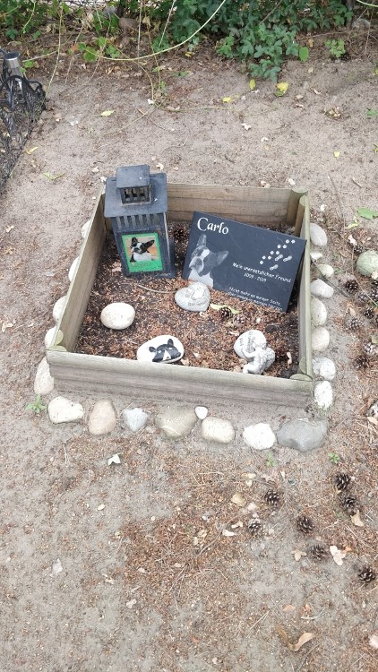 A small square marked grave of a dog named Carlo. The grave is marked with a square of stones on the bare earth of the ground, with pinecones scattered around. A portrait of Carlo, a small black and white dog is printed on a black piece of slate with his name on it. Painted pebbles include another depiction of the dog’s face, and a lantern in the corner of the grave has a colour portrait of the dog.