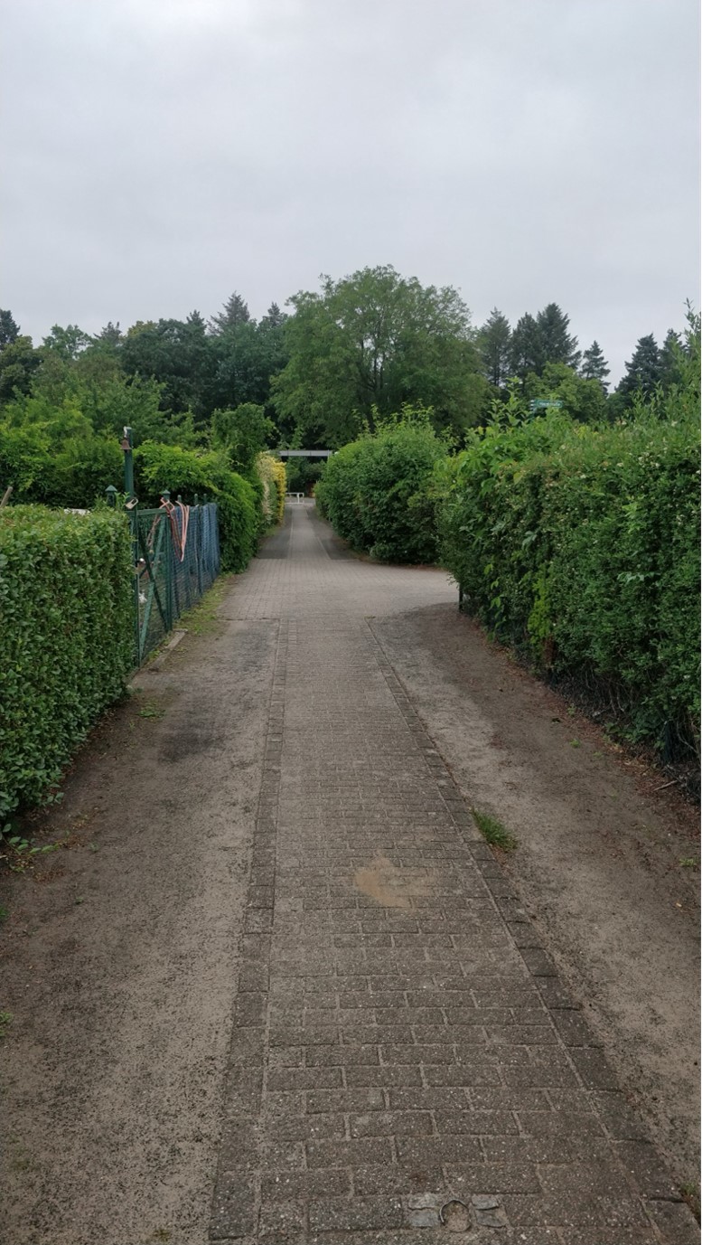 A paved pathway leading through kolonie gardens with lush green hedges either side and large trees in the distance.