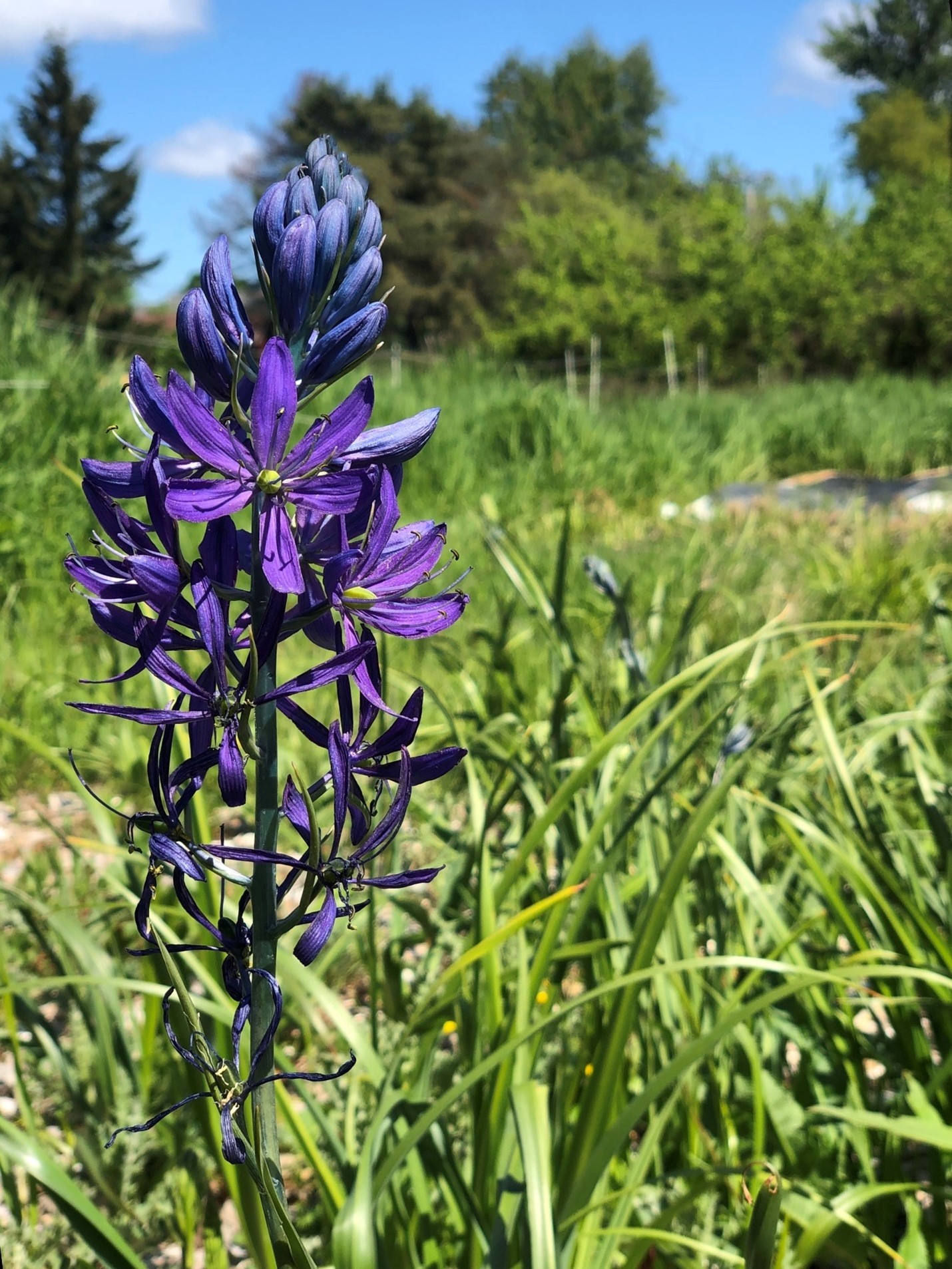 A close up of a dark purple flower in a field of green grass