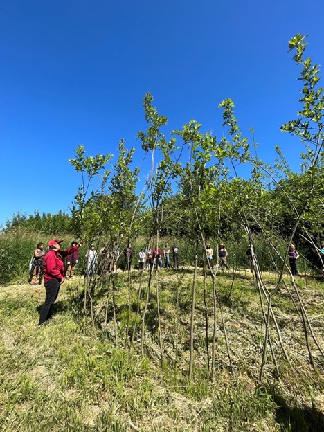 A group of people standing around a dome made of living willow saplings in a field