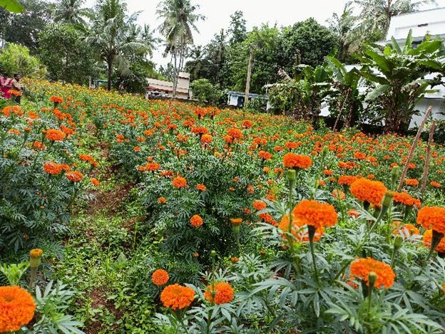 A large field of orange marigolds with lush greenery