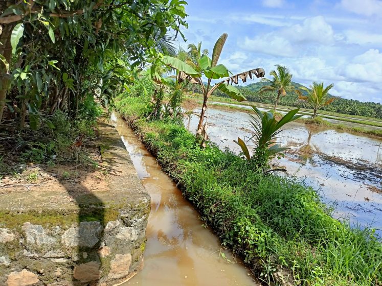 A thin canal full of muddy water running alongside trees