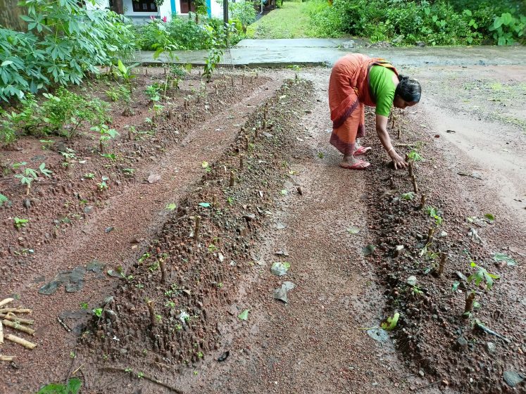 A woman bent over a row of freshly tilled earth, planting seeds